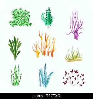 Vektor einrichten von Unterwasserpflanzen. Unterwasser Pflanzen, das Meer und auf das Meer Pflanze für Aquarien Stock Vektor