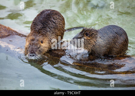 Zwei Nutria (Fluss Ratte, Nutria, lat. Nutria Myocastor) Spielen im Wasser Stockfoto