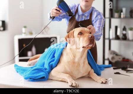 Frau groomer trocknen Hund Haare nach dem Waschen in Salon Stockfoto