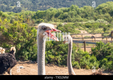 Strauße Portrait. Strauße haben die größten Augen aller Vögel in der Welt Stockfoto