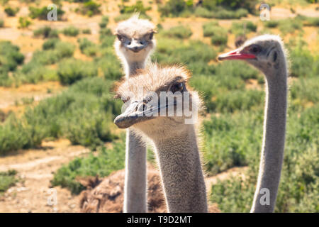 Strauße Portrait. Strauße haben die größten Augen aller Vögel in der Welt Stockfoto