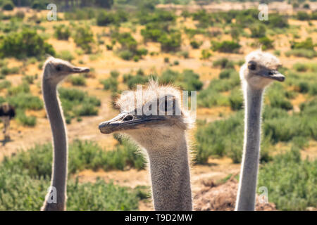 Strauße Portrait. Strauße haben die größten Augen aller Vögel in der Welt Stockfoto