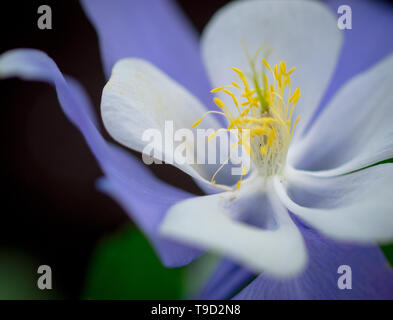 Aquilegia Songbird Bluebird Columbine Blume. Stockfoto