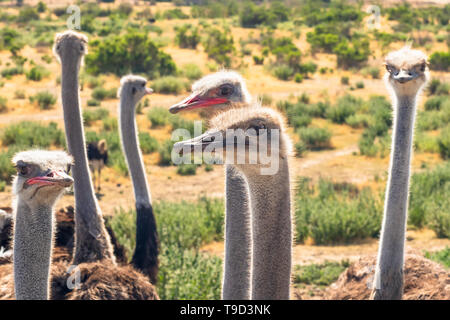 Strauße Portrait. Strauße haben die größten Augen aller Vögel in der Welt Stockfoto