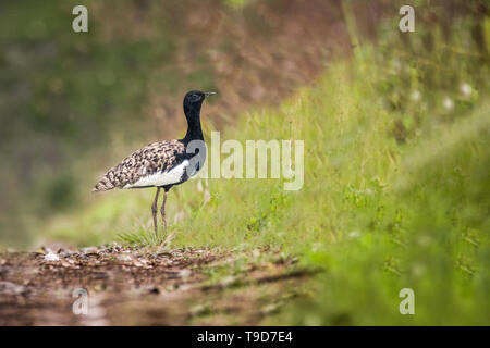 Die Bengal florican, auch als Bengalen bustard, ist ein bustard Tierarten, dem indischen Subkontinent, in Kambodscha und Vietnam. Es ist, als Critica aufgeführt Stockfoto