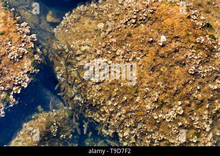 Ein Schwarm kleiner Fische plantschen unter den Felsen mit Algen und kleinen Muscheln in transparenten Meer Wasser bedeckt Stockfoto