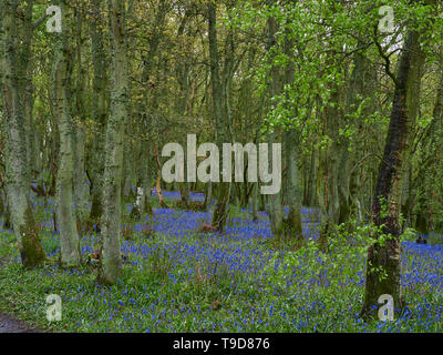 Darroch Holz Bluebells, Hyacinthoides non-scripta, unter den alten Eichen in der Nähe von Blairgowrie an einem regnerischen Tag. Perthshire, Schottland. Stockfoto