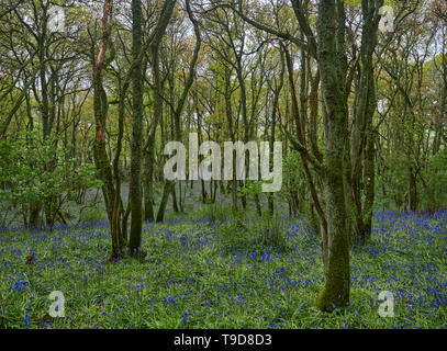 Hyacinthoides non-scripta, üblicherweise als Bluebell Wildblumen an Darroch Eiche Wald in der Nähe von Blairgowrie, Perthshire, Schottland bekannt. Stockfoto