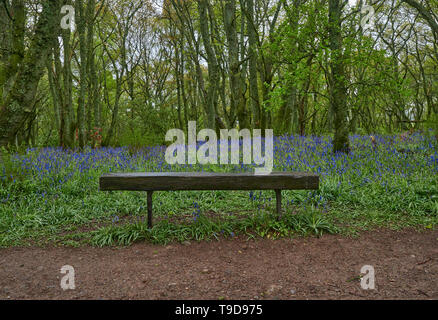 Eine einfache Bank aus ein Pfad zu den Bluebells von darroch Eiche Wald auf einem nassen Mai Nachmittag. Blairgowrie, Perthshire, Schottland. Stockfoto