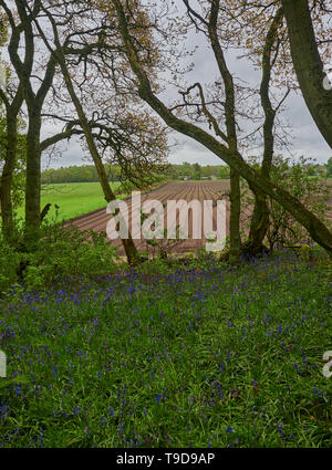 Die Bluebell Woods von darroch von schottischen Ackerland umgeben an einem regnerischen Tag im Mai. Edinburgh, Schottland. Stockfoto