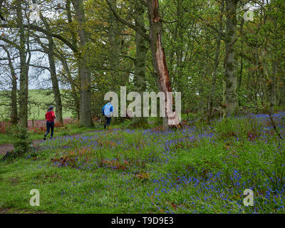 Ein junger Mann und eine Frau, die auf einem Pfad durch Darroch Holz, umgeben von Wilden Glockenblumen. Perthshire, Schottland Stockfoto