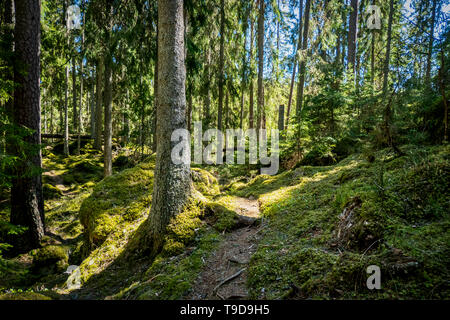 Ycke Alt - Wachstum Wald und Naturpark in ostergotland, Schweden Stockfoto