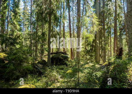 Ycke Alt - Wachstum Wald und Naturpark in ostergotland, Schweden Stockfoto