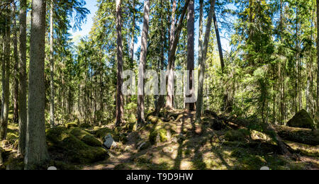 Ycke Alt - Wachstum Wald und Naturpark in ostergotland, Schweden Stockfoto