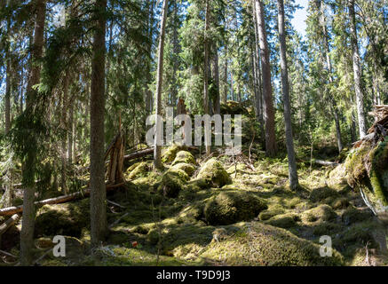 Ycke Alt - Wachstum Wald und Naturpark in ostergotland, Schweden Stockfoto