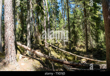 Ycke Alt - Wachstum Wald und Naturpark in ostergotland, Schweden Stockfoto