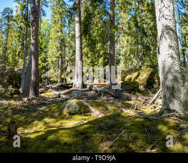 Ycke Alt - Wachstum Wald und Naturpark in ostergotland, Schweden Stockfoto