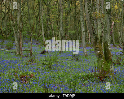 Bluebell Blumen bedecken den Waldboden an Darroch Woods in der Nähe von Blairgowrie auf einem nassen Mai Nachmittag. Perthshire, Schottland. Stockfoto