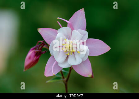 Makro Nahaufnahme eines isolierten rosa und weisse Akelei (Aquilegia vulgaris) Blüte zeigt viele Details wie Blütenstempel und Pollen Stockfoto