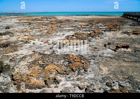 Hamelin Pool Marine Nature Reserve ist ein geschützter marine Nature Reserve in die UNESCO-Liste der Shark Bay Stockfoto