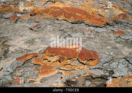 Hamelin Pool verfügt über die unterschiedlichsten und reichlich Beispiele für lebende marine Stromatolithen, oder 'lebende Fossilien', der in der Welt Stockfoto