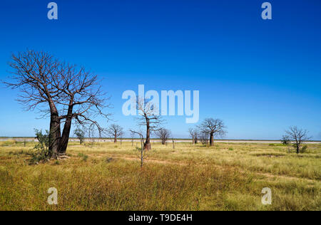 Viele Boab Bäume in Western Australia. Stockfoto