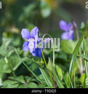 Sunlit Hund Violett unter grünen Gras closeup in einer niedrigen Perspektive Bild Stockfoto