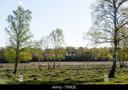 Getuftete Grünland mit neuen frischen grünen Blätter an den Birken Stockfoto