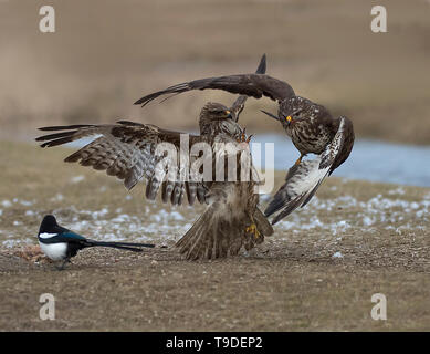 Mäusebussard, Nationalpark Hortobágy, Ungarn Stockfoto