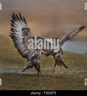 Mäusebussard, Nationalpark Hortobágy, Ungarn Stockfoto