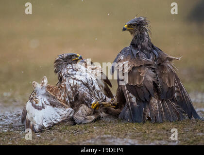 Mäusebussard, Nationalpark Hortobágy, Ungarn Stockfoto