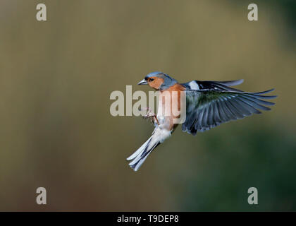 Männchen Buchfink im Flug, Dumfries, Schottland Stockfoto