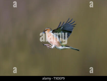 Männchen Buchfink im Flug, Dumfries, Schottland Stockfoto