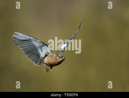 Männchen Buchfink im Flug, Dumfries, Schottland Stockfoto