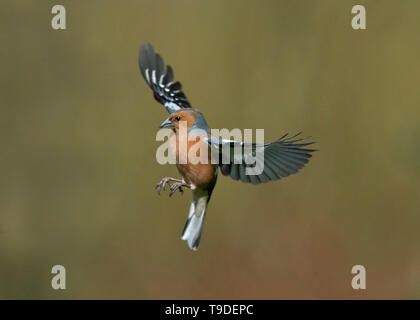 Männchen Buchfink im Flug, Dumfries, Schottland Stockfoto