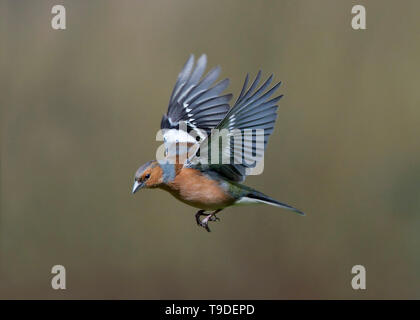 Männchen Buchfink im Flug, Dumfries, Schottland Stockfoto