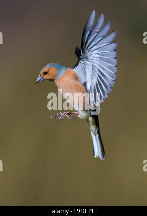 Männchen Buchfink im Flug, Dumfries, Schottland Stockfoto