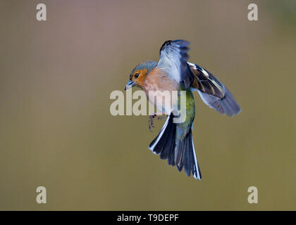 Männchen Buchfink im Flug, Dumfries, Schottland Stockfoto