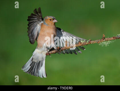 Männchen Buchfink im Flug, Dumfries, Schottland Stockfoto