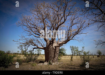 Boab Bäume wachsen in Western Australia. Adansonia gregorii Stockfoto