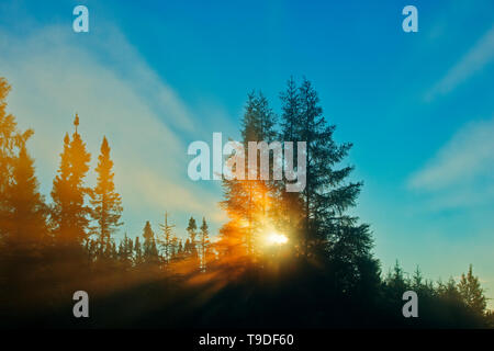 Borealer Wald im Nebel st Sonnenaufgang mit Sunburst. Chibougameau Quebec Kanada Stockfoto