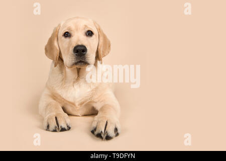 Hübsche Blondine Labrador Retriever Welpe liegend auf einem cremefarbenen Hintergrund mit Platz für Kopie Stockfoto