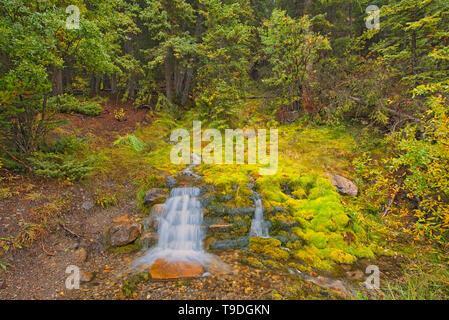 Creek und kleinen Wasserfall entlang des Bow Valley Trail Banff National Park, Alberta, Kanada Stockfoto