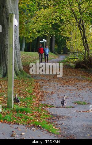 Paar Seaton Park Weg an einem Herbstabend mit einem weiblichen Stockente. Alte Aberdeen, Schottland, Großbritannien. Stockfoto