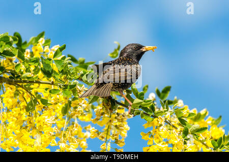 Starling, Wissenschaftlicher Name: Sturnus Vulgaris. Im Goldregen Baum mit leuchtend gelben Blumen thront. Getrocknete Mehlwürmer im Schnabel. Sauber und blauer Himmel. Stockfoto