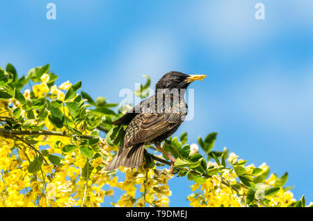 Starling, Wissenschaftlicher Name: Sturnus Vulgaris. Im Goldregen Baum mit leuchtend gelben Blumen thront. Getrocknete Mehlwürmer im Schnabel. Sauber und blauer Himmel. Stockfoto