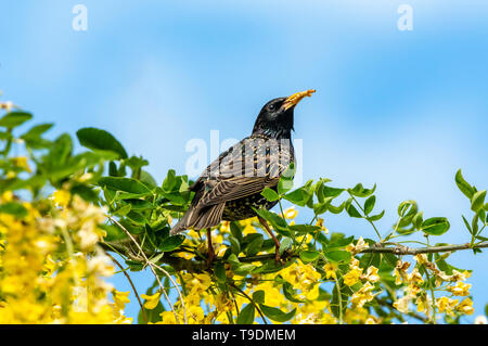 Starling, Wissenschaftlicher Name: Sturnus Vulgaris. Im Goldregen Baum mit leuchtend gelben Blumen thront. Getrocknete Mehlwürmer im Schnabel. Sauber und blauer Himmel. Stockfoto