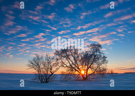 Sonnenuntergang auf Manitoba Ahorn (Acer freemanii x) Oakbank Manitoba Kanada Stockfoto