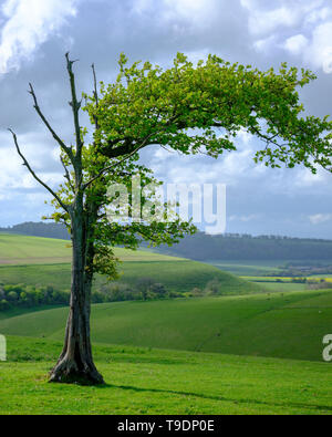 Clanfield, Großbritannien - 26 April 2019: einem Windgepeitschten Eiche auf der South Downs beginnend in Blätter mit stürmischer Frühling Nachmittag Sonnenlicht zu kommen Stockfoto