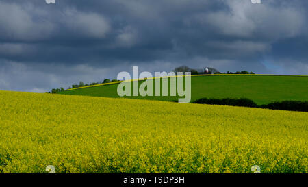 Clanfield, Großbritannien - 26 April 2019: Sommer Licht auf Felder von Raps und Windmill Hill in der Nähe von Clanfield in Hampshire, Großbritannien Stockfoto